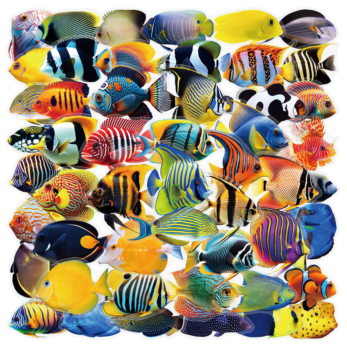 Marine Aquarium & Regional Centre - 50/100 Pcs PET Transparent Marine Fish