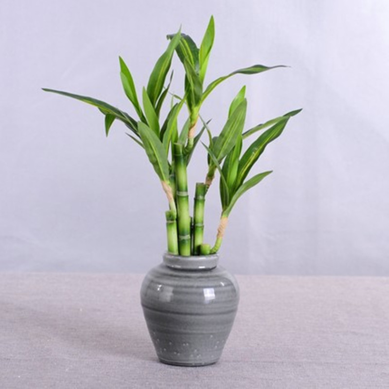 New 40cm rFtificial Lucky Bamb - Marine Aquarium Tanks のレビューと価格