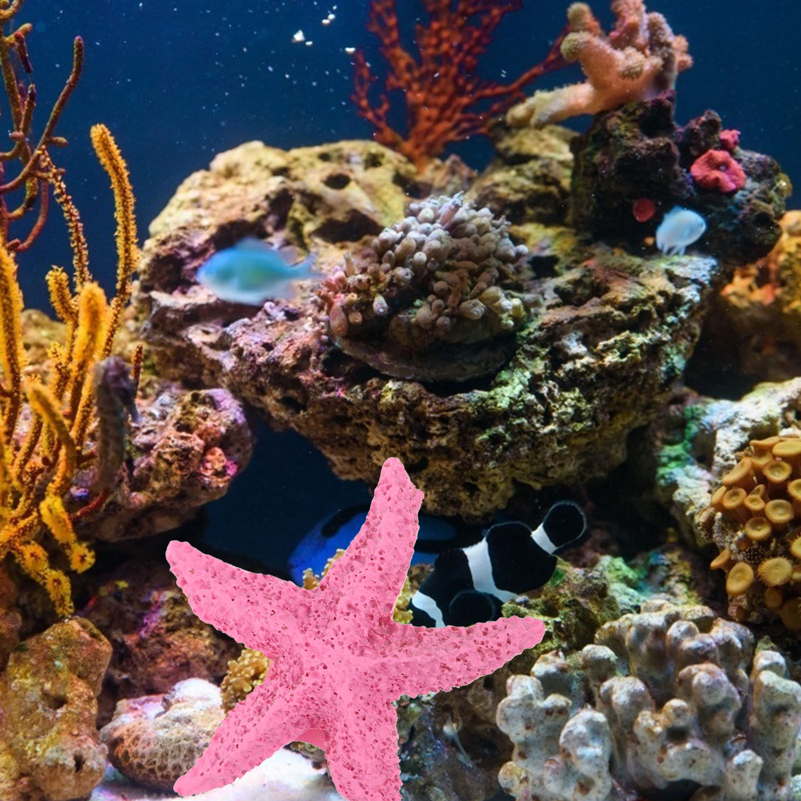 2Pcs Marine Animals Ornament R - Marine Life Aquariums のレビューと価格