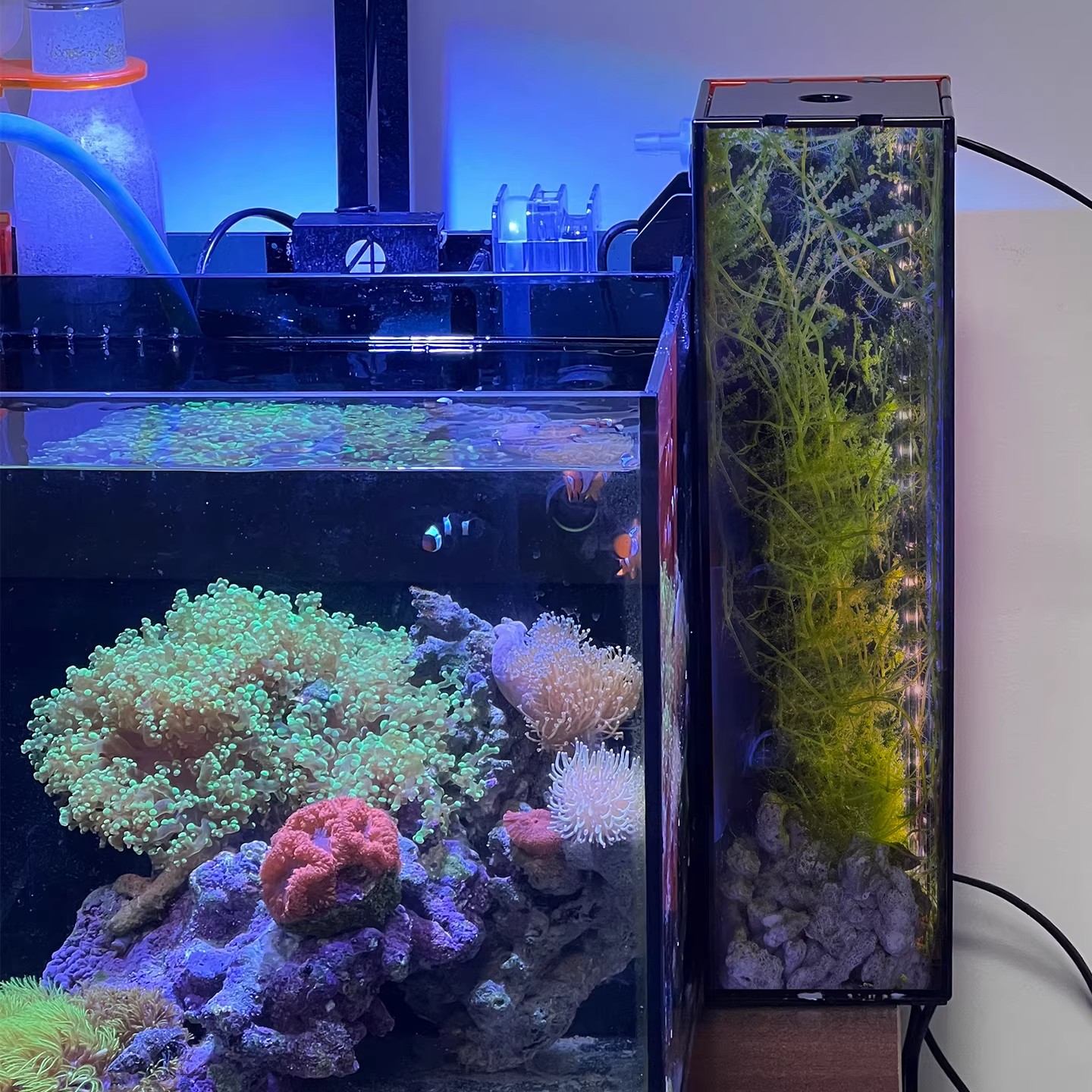 Acrylic Seawater Aquarium Alga - Marine Life Aquariums のレビューと価格