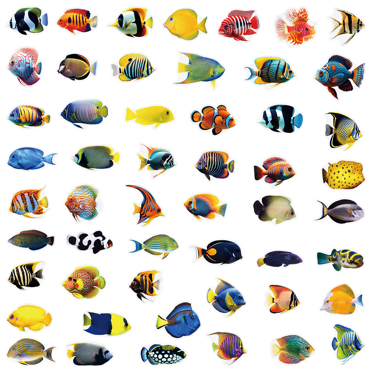 50/100 Pcs PET Transparent Mar - Marine Aquarium & Regional Centre のレビューと価格