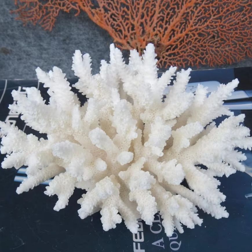 1pc Natural White Coral Cluste - Marine Aquarium & Regional Centre のレビューと価格