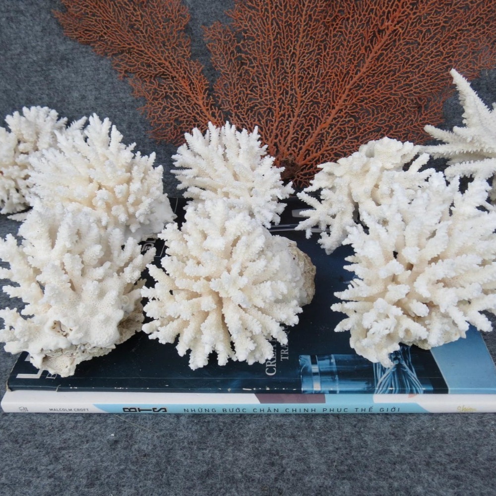 1pc Natural White Coral Cluste - Marine Aquarium & Regional Centre のレビューと価格