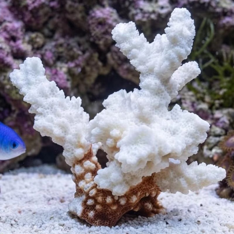 1pc Natural White Coral Cluste - Marine Aquarium & Regional Centre のレビューと価格