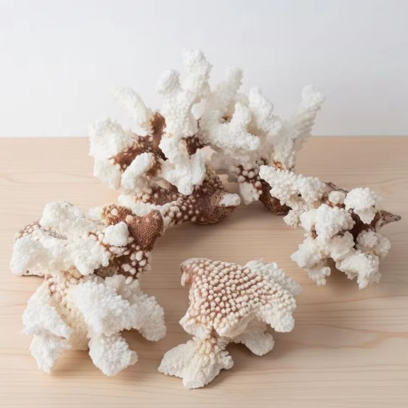 1pc Natural White Coral Cluste - Marine Aquarium & Regional Centre のレビューと価格