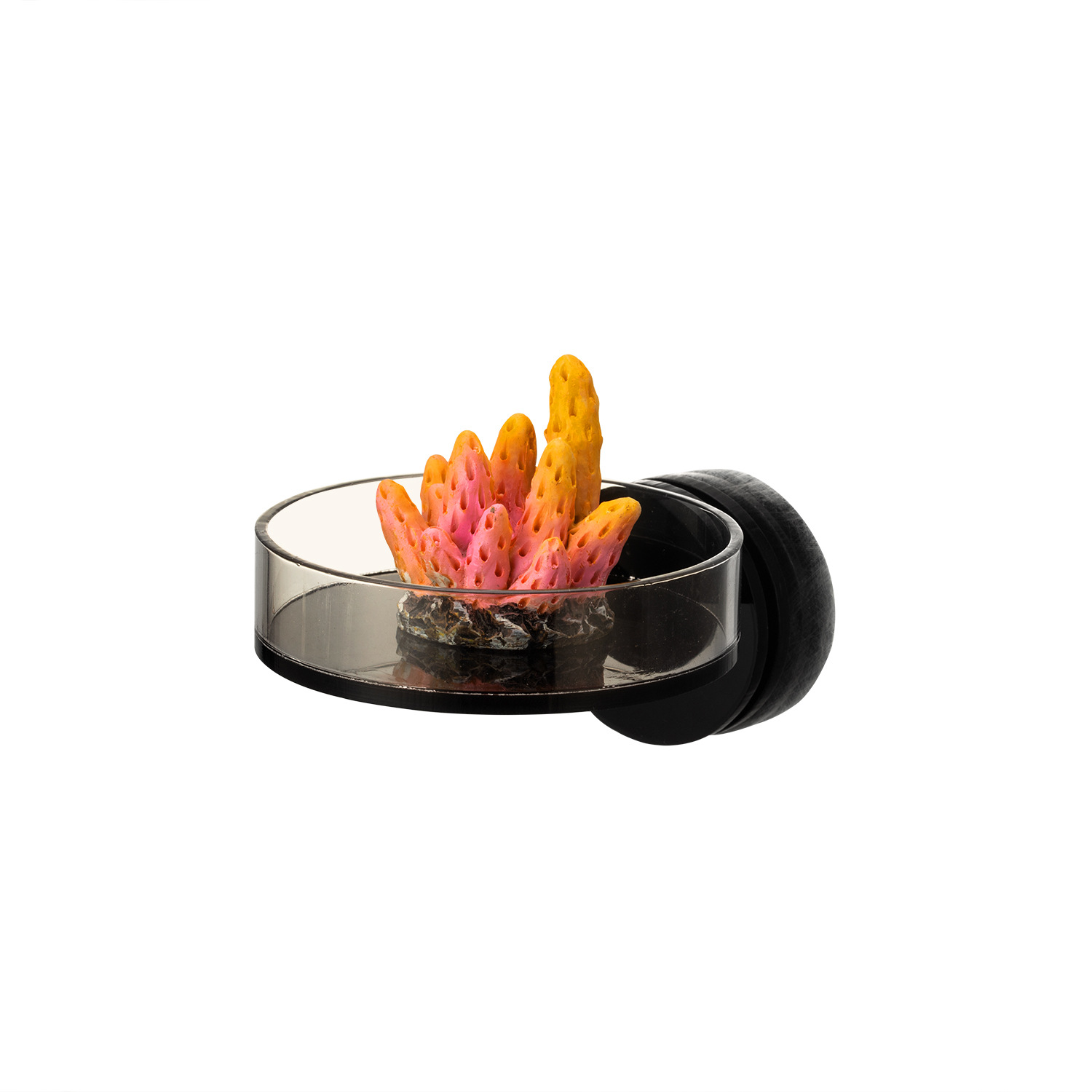 Marine Sources 70mm Black Magn - Marine Aquarium & Regional Centre のレビューと価格