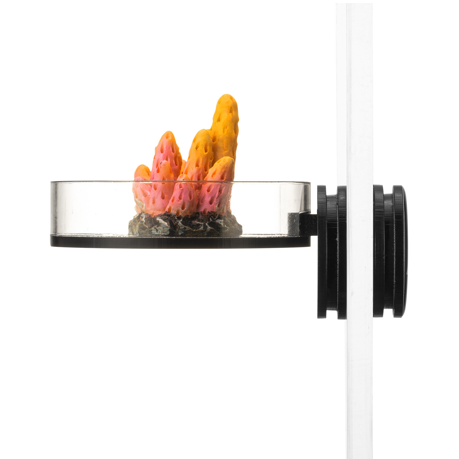Marine Sources 70mm Black Magn - Marine Aquarium & Regional Centre のレビューと価格